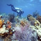 Bonefish Grill Partners With The Nature Conservancy To Help Restore Coral Reefs