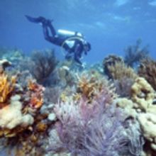 Bonefish Grill Partners With The Nature Conservancy To Help Restore Coral Reefs