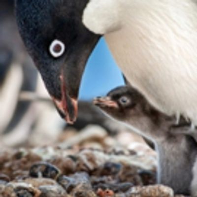 VIDEO: Watch a New Look at Disneynature's PENGUINS