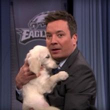 VIDEO: Puppies Predict the Super Bowl for Jimmy Fallon