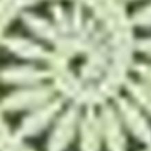 Sarasota Opera Opens 11th Season With THE BARBER OF SEVILLE