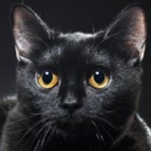 BWW REVIEW: Dark, Twisted And Bloodily Funny, THE LIEUTENANT OF INISHMORE Challenges 