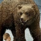 The Shakespeare Theatre Of New Jersey Presents THE WINTER'S TALE