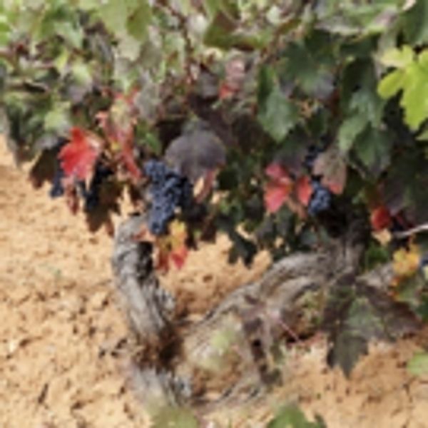 Photo Coverage: TINTO FIGUERO Wines from Spain Delight Wine Aficionados and Many More Photo