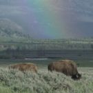 Smithsonian Channel To Debut EPIC YELLOWSTONE With Bill Pullman