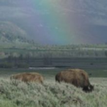 Smithsonian Channel To Debut EPIC YELLOWSTONE With Bill Pullman