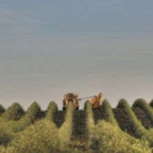 California Olive Ranch Marks 20 Years with Largest Olive Tree Planting in State
