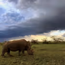 NATURE: THE LAST RHINO The Premiere On PBS 2/21