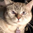 Photo Flash: Social Media Star Nala Cat Stops By CATS At the Pantages