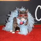 Photo Flash: On The Opening Night Red Carpet of CATS at the Pantages