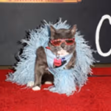 Photo Flash: On The Opening Night Red Carpet of CATS at the Pantages
