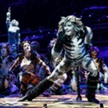 BWW Review: The CATS Phenomenon Continues at the Hollywood Pantages