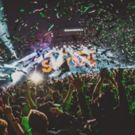 Live Nation Electronic Asia Announces Partnership with Budweiser