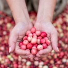 Ocean Spray Harvested Hope by Picking Pink Cranberries for A Purpose on September 13t