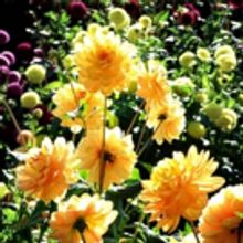 Plan Your EASTER SUNDAY Lunch, Brunch, and Dinner in NYC