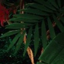 David Serrano estrenará un nuevo musical en Perú