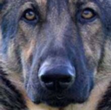 Guardian Angels Medical Service Dogs Announces 2018 Bark-A-Que With The Ben Allen…