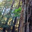 Montalvo Arts Center Presents the Premiere of A New Soundwork FOUR BRIDGES
