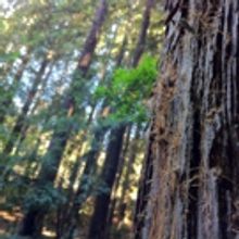 Montalvo Arts Center Presents the Premiere of A New Soundwork FOUR BRIDGES