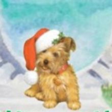 TEDDY THE LOST DOG Comes To Bermuda Musical & Dramatic Society