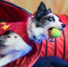 Stunt Dog Experience Comes To Poway
