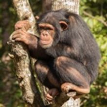 BBC America to Celebrate Chimps with 'Chimpsgiving'