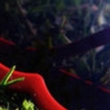 Ashley Griffin's New Play THE OPPOSITE OF LOVE To Receive Reading At A.R.T.