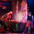 BWW Review: LITTLE SHOP OF HORRORS at Broadway Palm is Delightfully Devious!