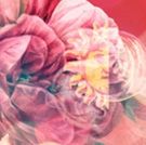 Cast Announced For THE UNTRANSLATABLE SECRETS OF NIKKI CORONA At Geffen Playhouse
