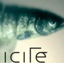 NORDICITE Comes to Théâtre Incliné This Fall