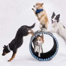 MUTTS GONE NUTS Returns To Flat Rock Playhouse