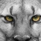 Orange Tree Theatre Announces New Season; Features Fugard and Rattigan