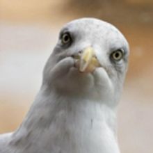 BWW REVIEW: STUPID FUCKING BIRD Sees Chekhov Adapted For A New Generation Whilst Heig