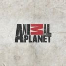 Discovery Communications Expands Animal Planet With New Global Leadership