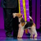 Photo Coverage: Westminster Dog Show Winner Makes Broadway Debut in PRETTY WOMAN