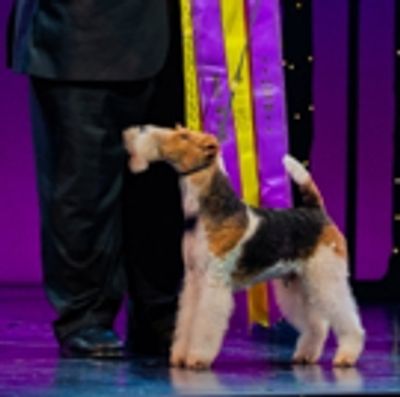 Photo Coverage: Westminster Dog Show Winner Makes Broadway Debut in PRETTY WOMAN
