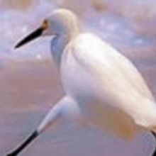 Reading Theater Project Presents its May 2019 Play Reading