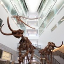 U-M to Unveil New Home for Museum of Natural History