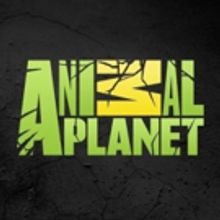 New Animal Planet Series INTO ALASKA Brings Viewers Along with the U.S. Fish and Wild