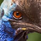 Go WILD FOR THE PLANET At L.A. Zoo From Earth Day To Endangered Species Day
