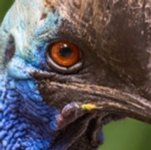 Go WILD FOR THE PLANET At L.A. Zoo From Earth Day To Endangered Species Day