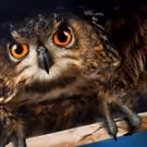 PPAC Announces Additional Performance of HARRY POTTER AND THE SORCERER'S STONE IN…