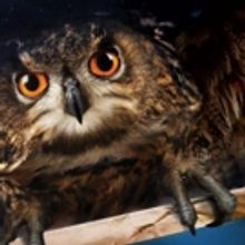 PPAC Announces Additional Performance of HARRY POTTER AND THE SORCERER'S STONE IN CON