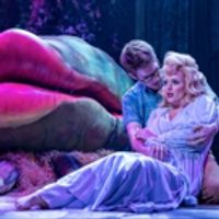 BWW Review: LITTLE SHOP OF HORRORS at Drury Lane Theatre Photo