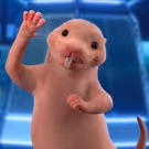 Nancy Cartwright to Reprise Role of Rufus in Live-Action KIM POSSIBLE