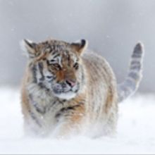 BBC America Announces PLANET EARTH III and FROZEN PLANET II