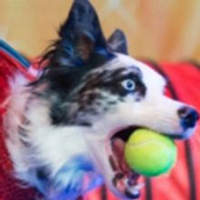 Stunt Dog Experience Comes To Poway