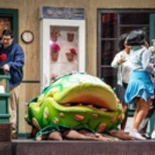 BWW Review: BroadHollow Theatre Company's LITTLE SHOP OF HORRORS