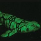 American Museum of Natural History Announces Unseen Oceans Exhibit