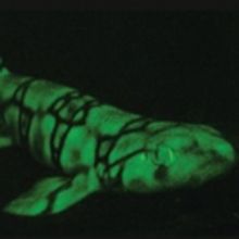 American Museum of Natural History Announces Unseen Oceans Exhibit